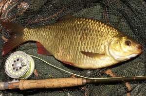 A rudd of 2lbs 3oz, taken on a Beaded Black & Peacock. A fine fish, but a beatable record! 