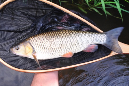 Dorset Stour Chub (London and south)