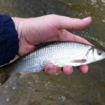 fly fishing for dace