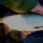 Over two pounds of Tenkara caught roach from a millrace, landed by David West Beale