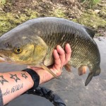 Solid river chub for Jason Coggins