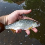 Marcel Karssies has been back among the coarse fish. He has many roach to small gold bead nymphs
