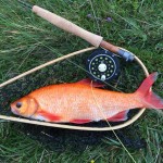 Golden orfe from a Devon lake; Martin Herrington had it on a Black Spider.