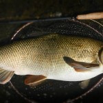 Barbel on fly Nick Thomas