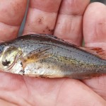 fly fishing ruffe