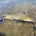 Sjouke Soepboer had this cracking 5-6lbs barbel on a yellow nymph, presented under an indicator