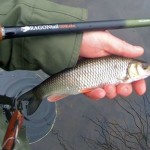 Another Tenkara tamed chub for David West Beale 