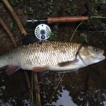 Toby Hine had his 6lbs plus chub on a local river