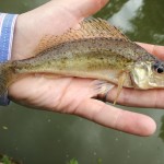 fly caught ruffe